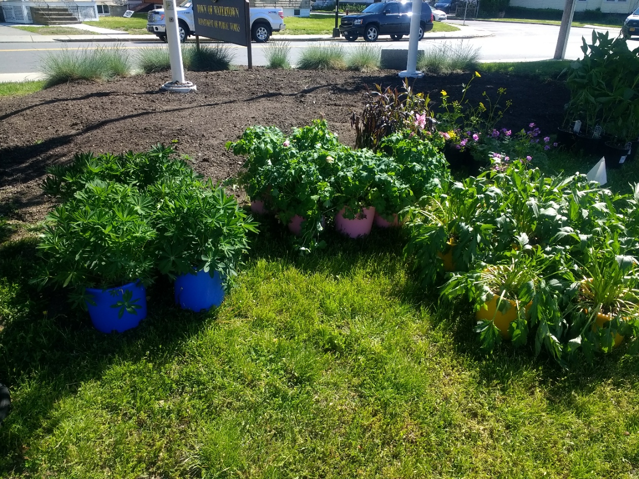 Native plants for DPW Pollinator Garden