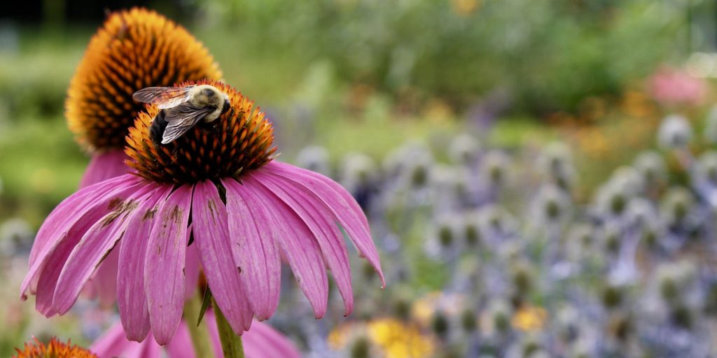 Bumblebee on Coneflower