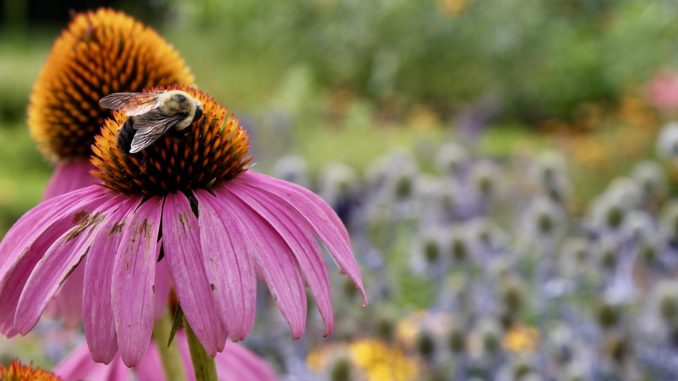 Bumblebee on Coneflower