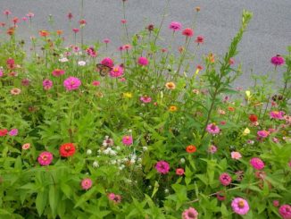 Planting strip with zinnias