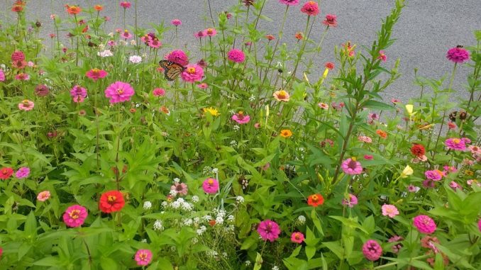 Planting strip with zinnias