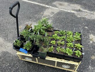 Cart full of plants
