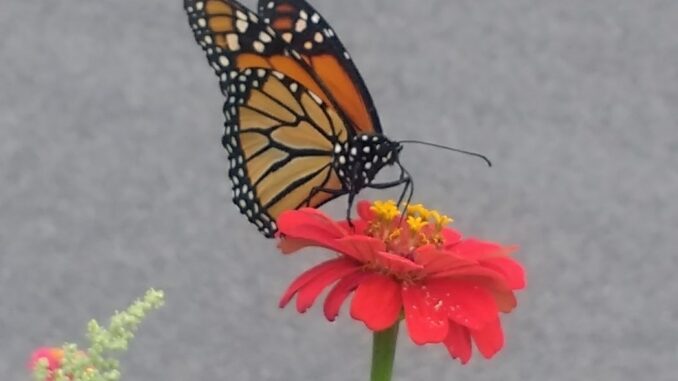 Monarch butterfly on zinnia