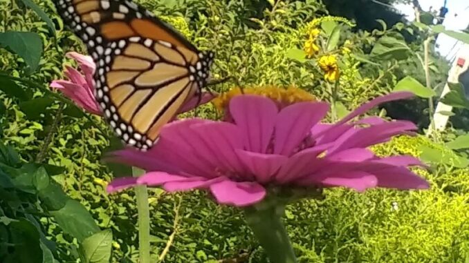 Monarch butterfly on zinnia