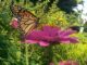 Monarch butterfly on zinnia