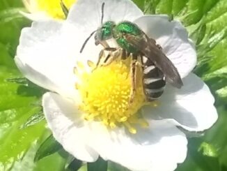 Green bee on white flower