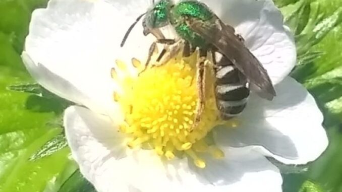 Green bee on white flower