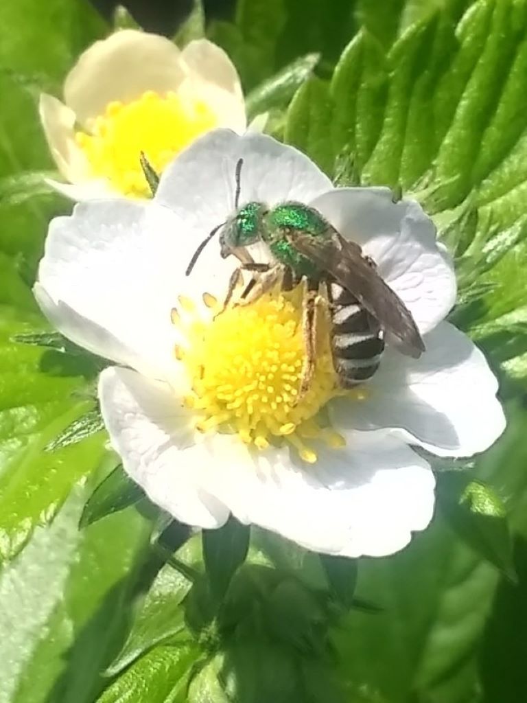 Green bee on white flower