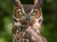 owl looking directly at camera